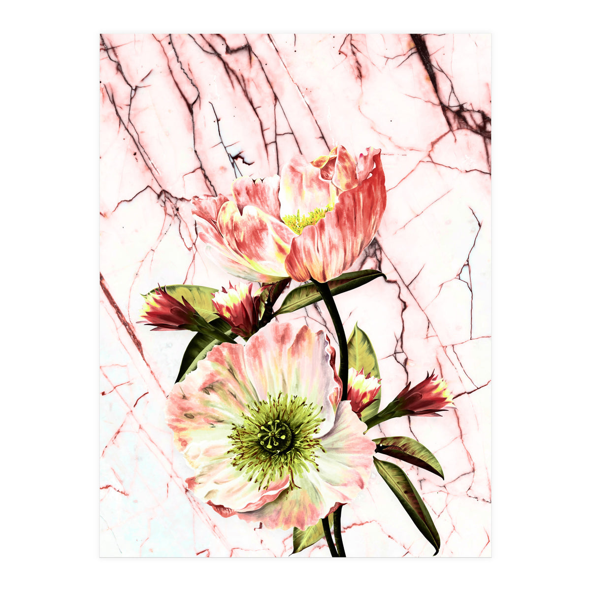 Flowering on pink marble (Print Only)
