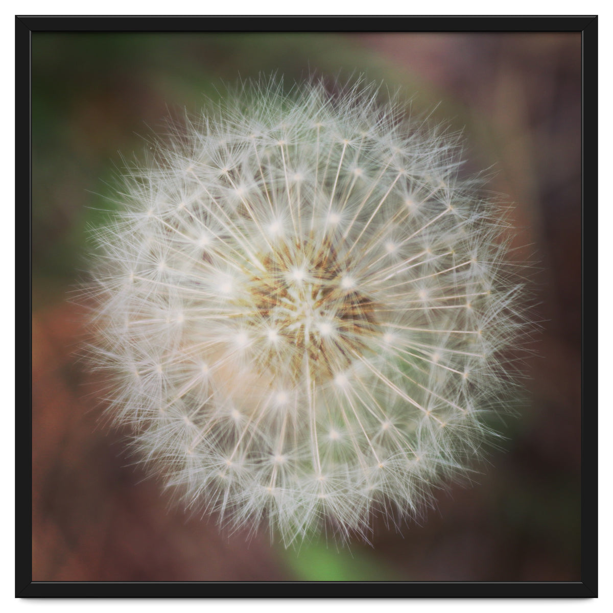 dandelion clock