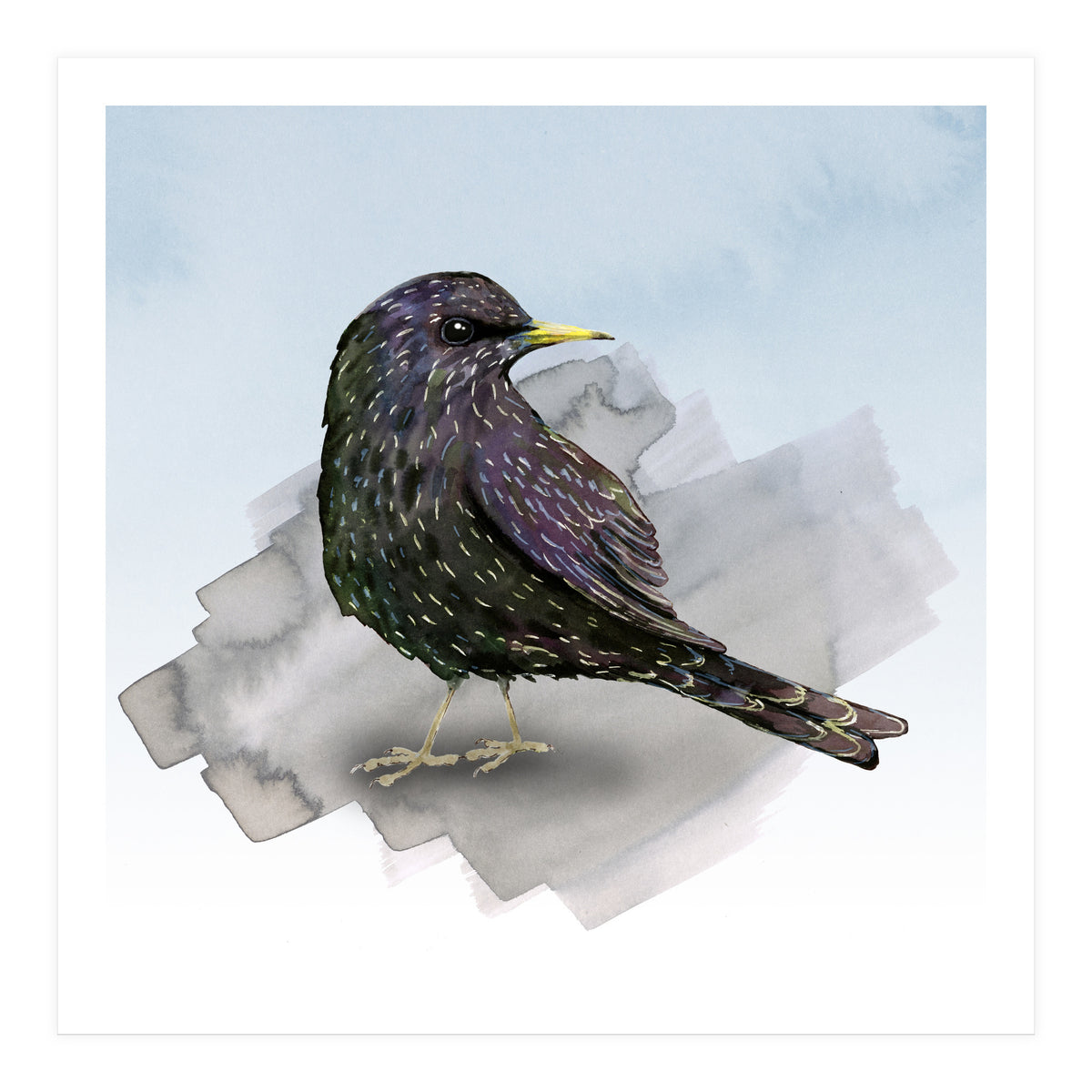 A watercolor drawing of a starling (Print Only)