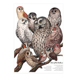 Owls Of The Northeast (Print Only) thumbnail