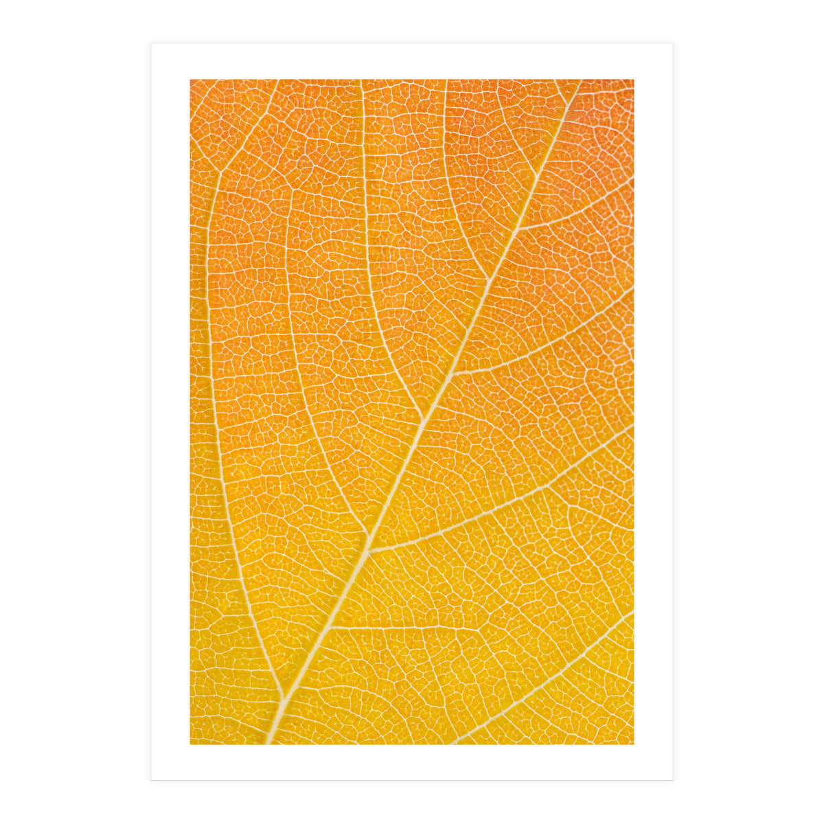 Autumn Leaf (Print Only)