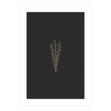 Delicate Fynbos Botanicals in Gold and Black (Print Only) thumbnail