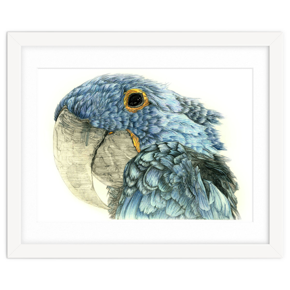 Blue Parrot