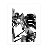 Monstera Black And White 06 (Print Only) thumbnail