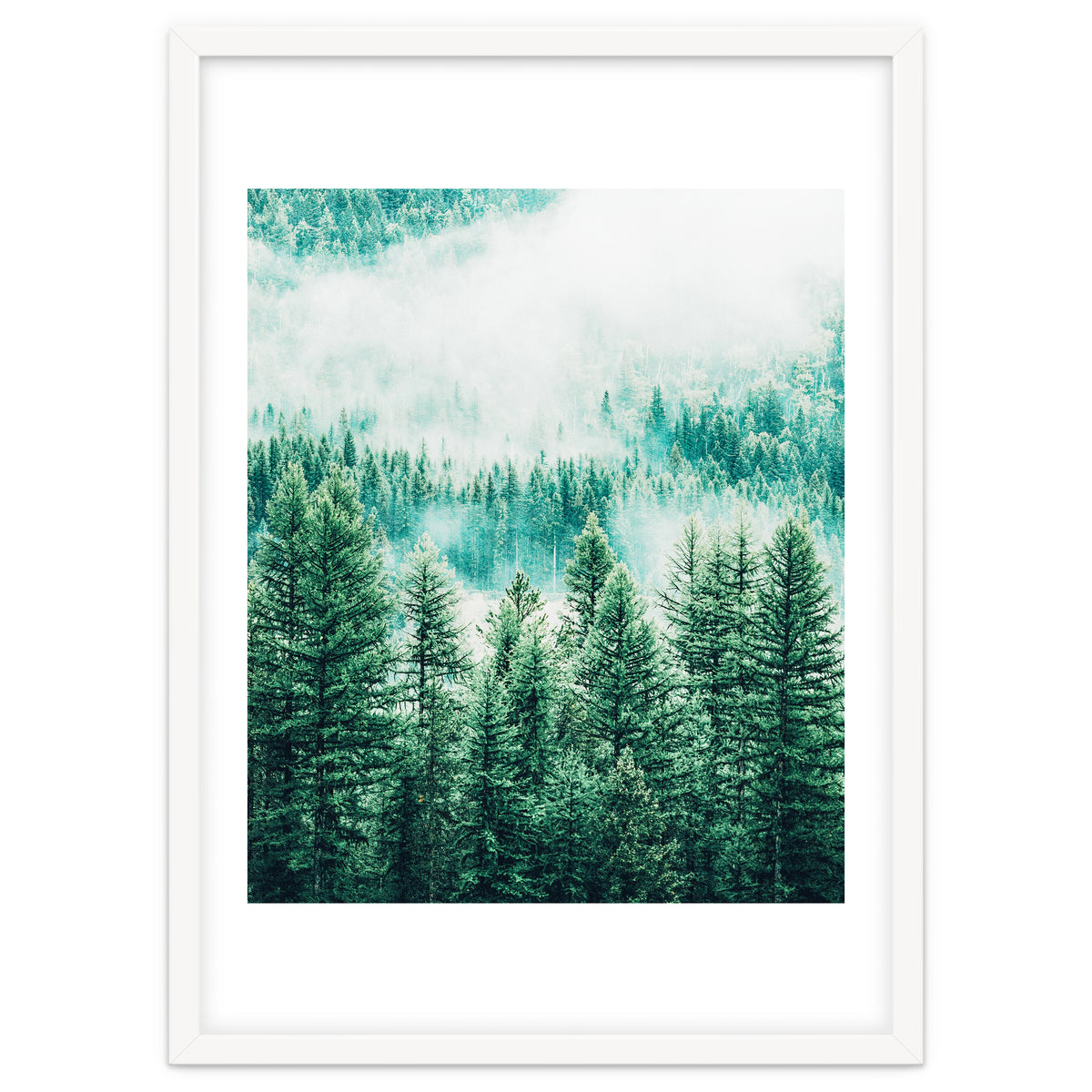 Forest And Fog
