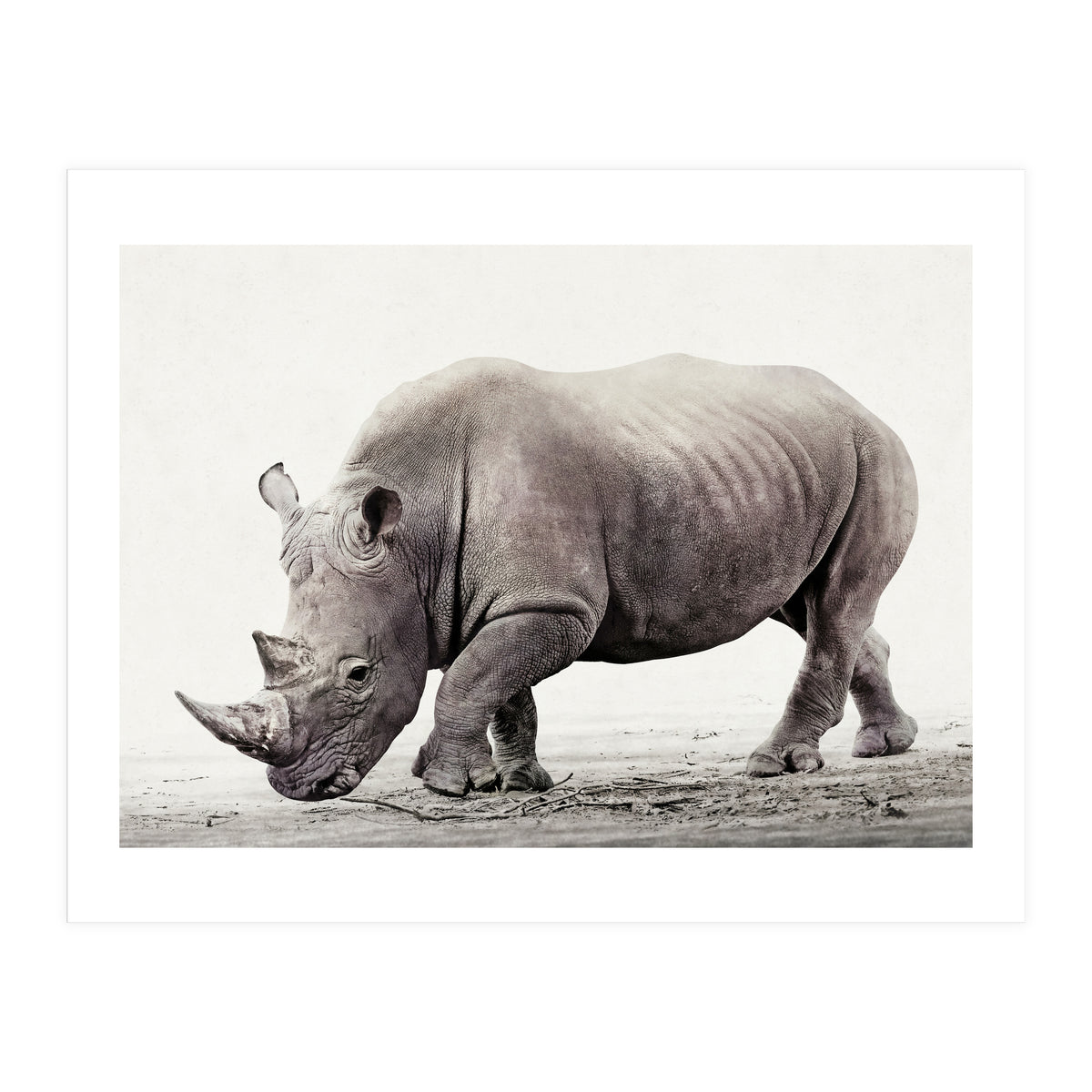 Rhino (Print Only)