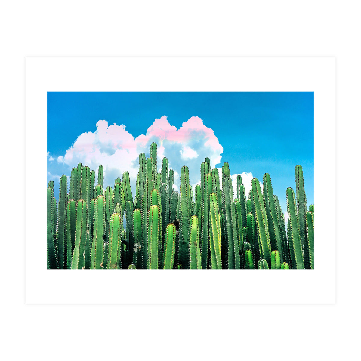 Cactus Summer (Print Only)