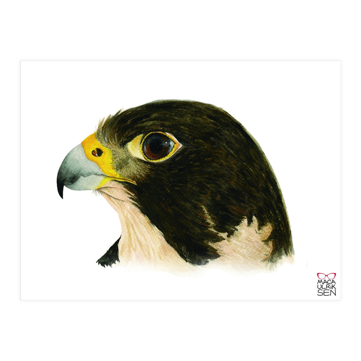 Peregrine falcon (Print Only)