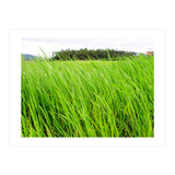 In the Tall Grass (Print Only) thumbnail