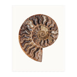 Cc Shell 05 (Print Only) thumbnail