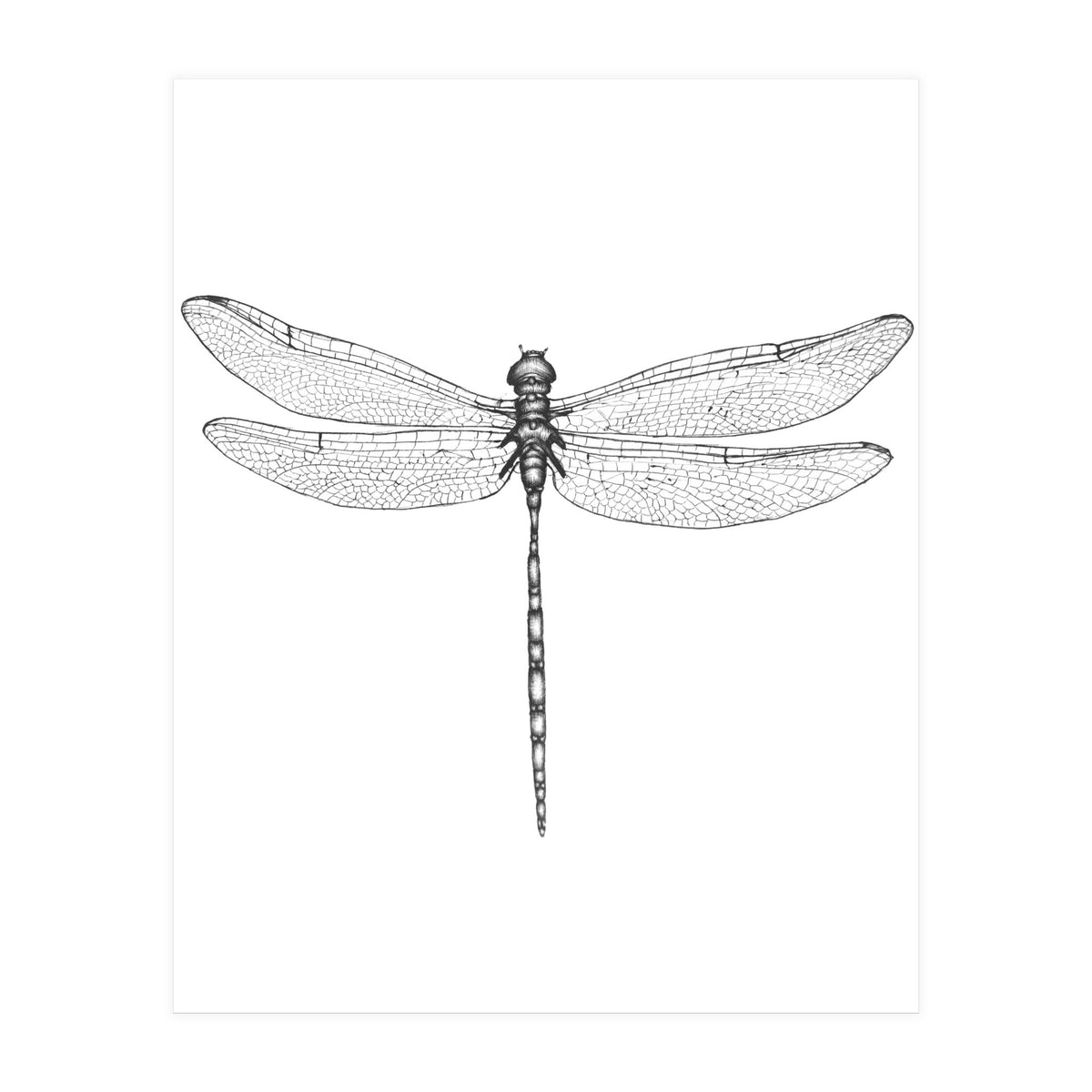 Dragonfly Wings (Print Only)
