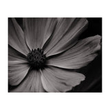 Black And White Flower (Print Only) thumbnail