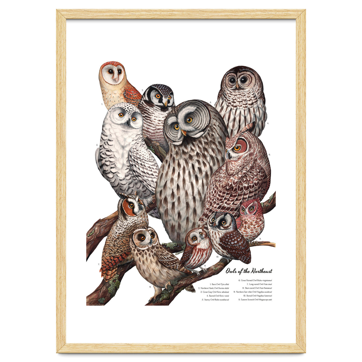 Owls Of The Northeast