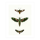 Different types of moths illustrated  (Print Only) thumbnail