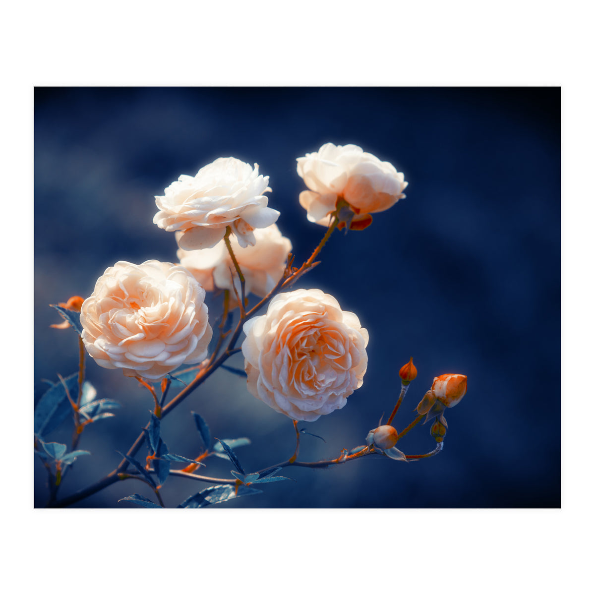 Rose Garden (Print Only)