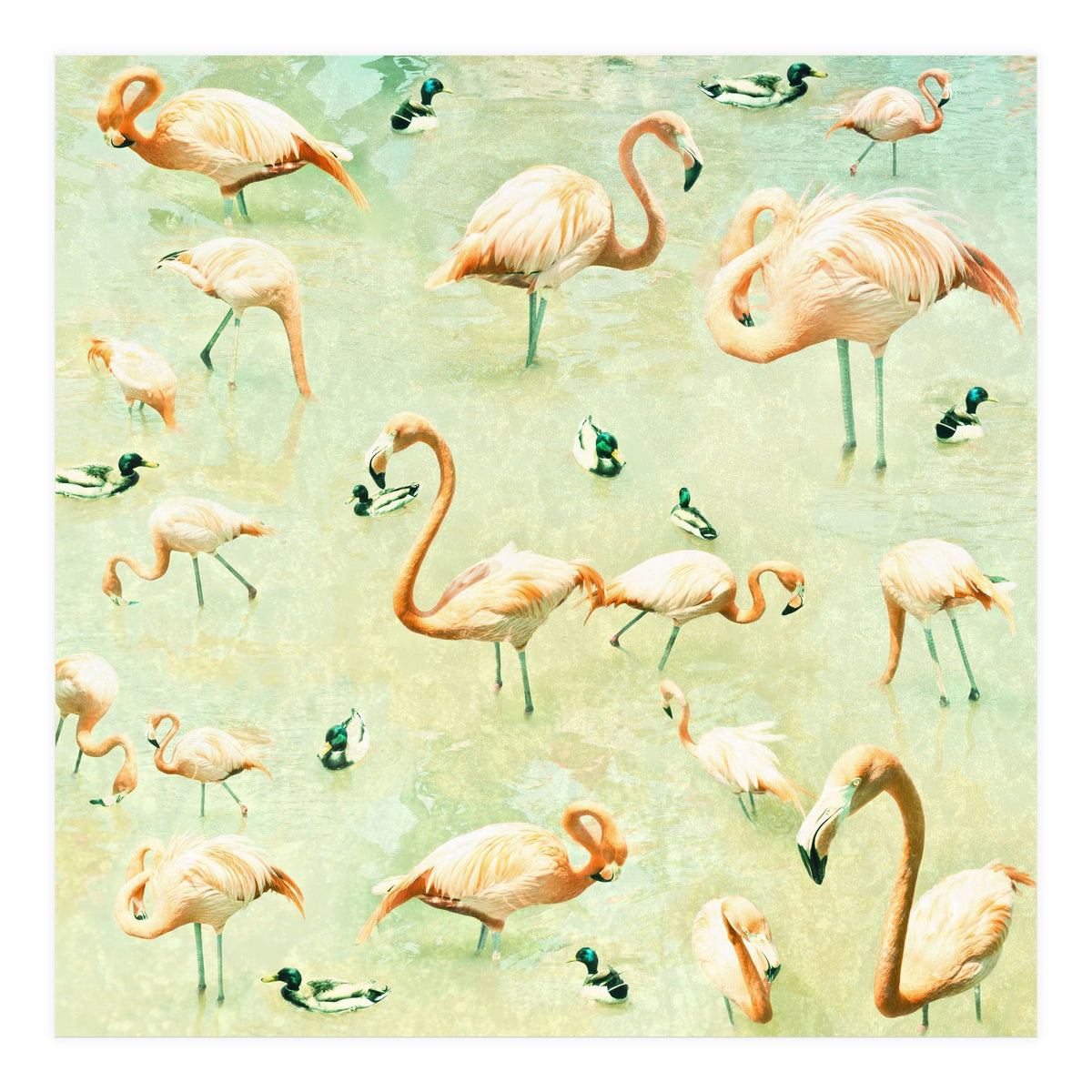Flamingos (Print Only)