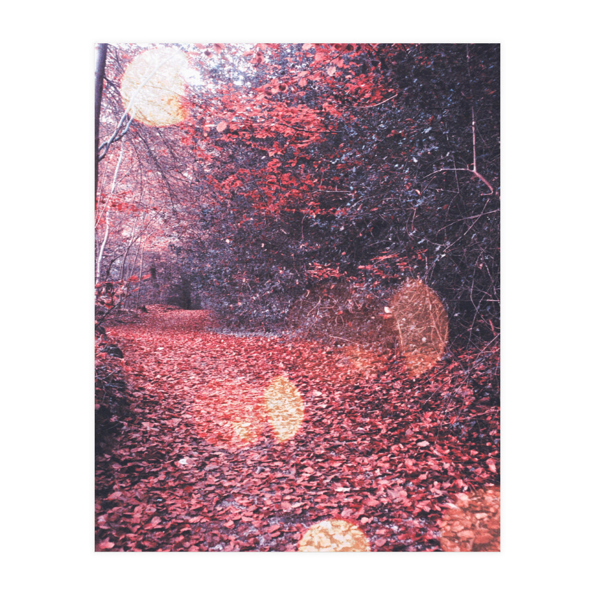 Autumn Flares (Print Only)