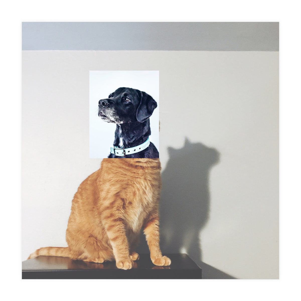 Domestic Animal (Print Only)