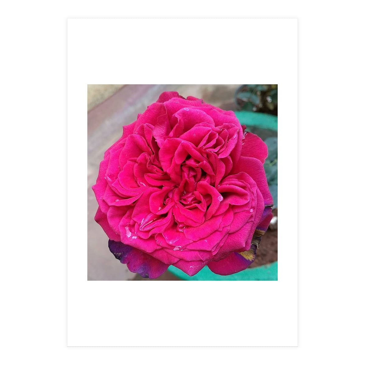 Beautiful Fragrant Rose (Print Only)