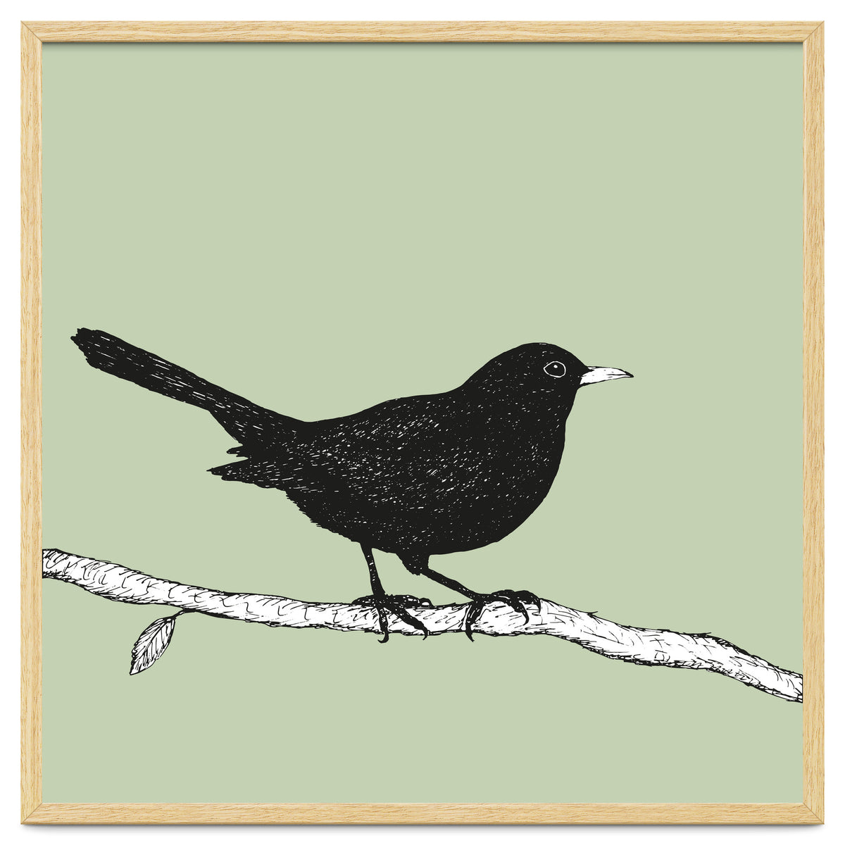 Blackbird pen drawing
