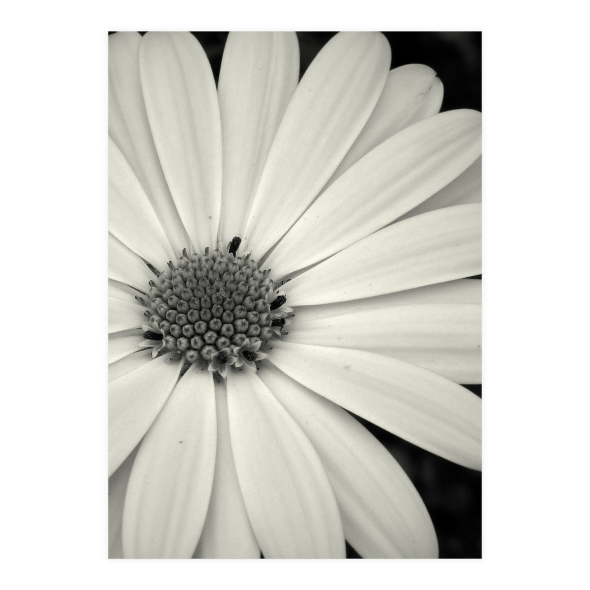 Simplicity  (Print Only)