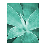 Agave (Print Only) thumbnail