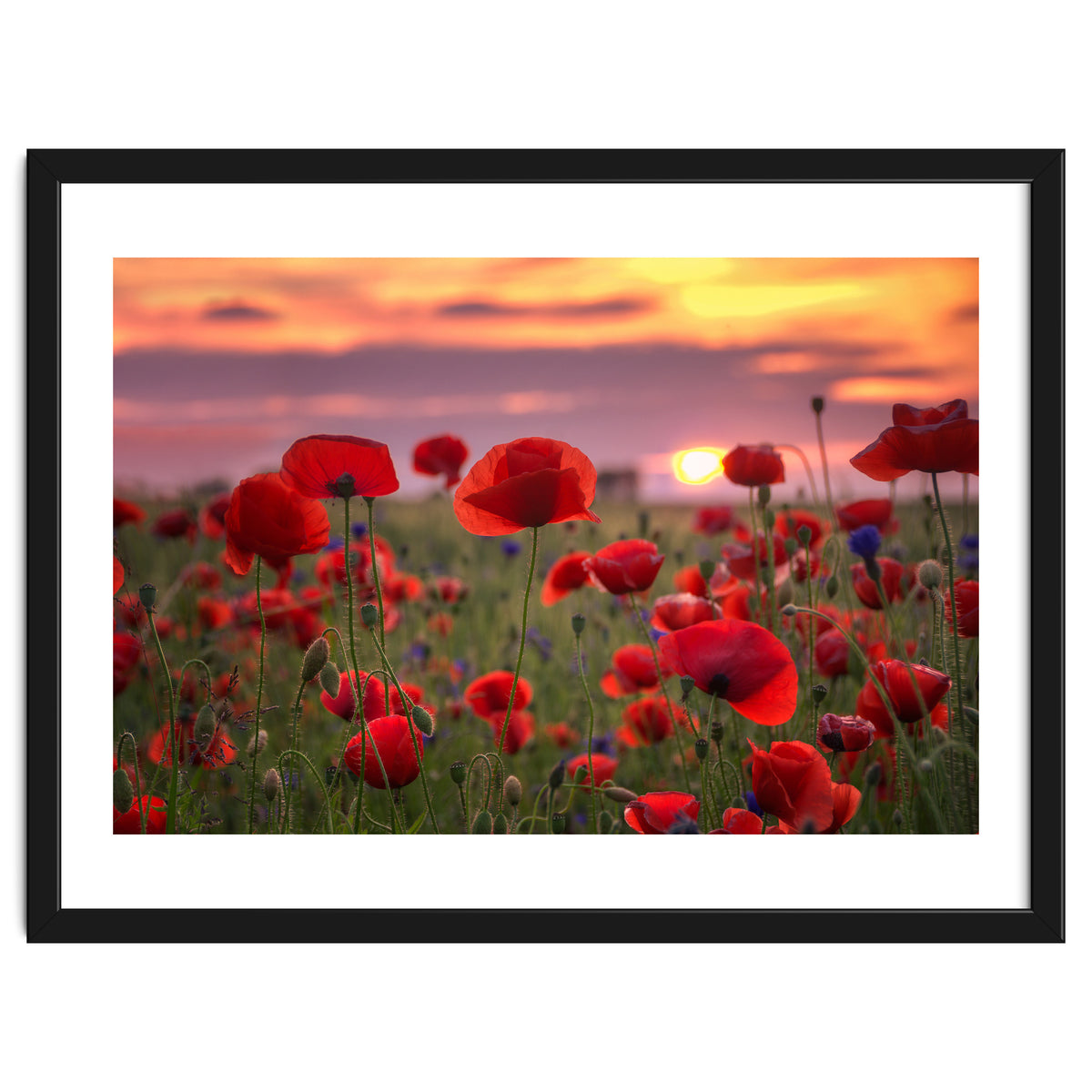 Poppies at Evening