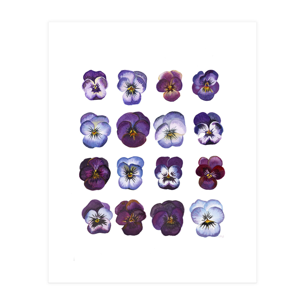 A Watercolour Study Of Violas (Print Only)