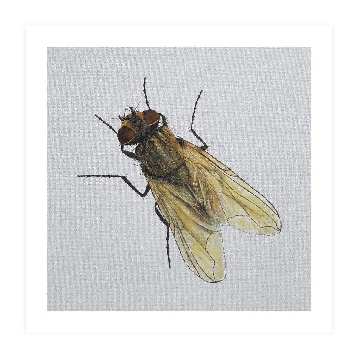 Fly on the wall (Print Only)