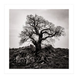 Gnarled Tree (Print Only) thumbnail