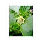 Blossom (Print Only) thumbnail