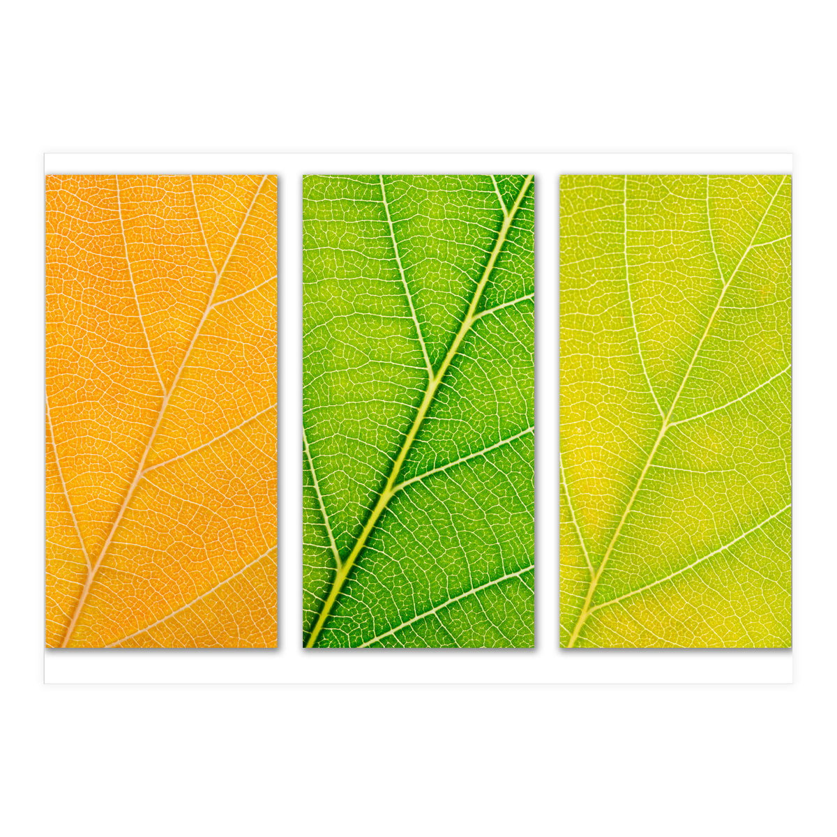 Autumn Leaves (Print Only)