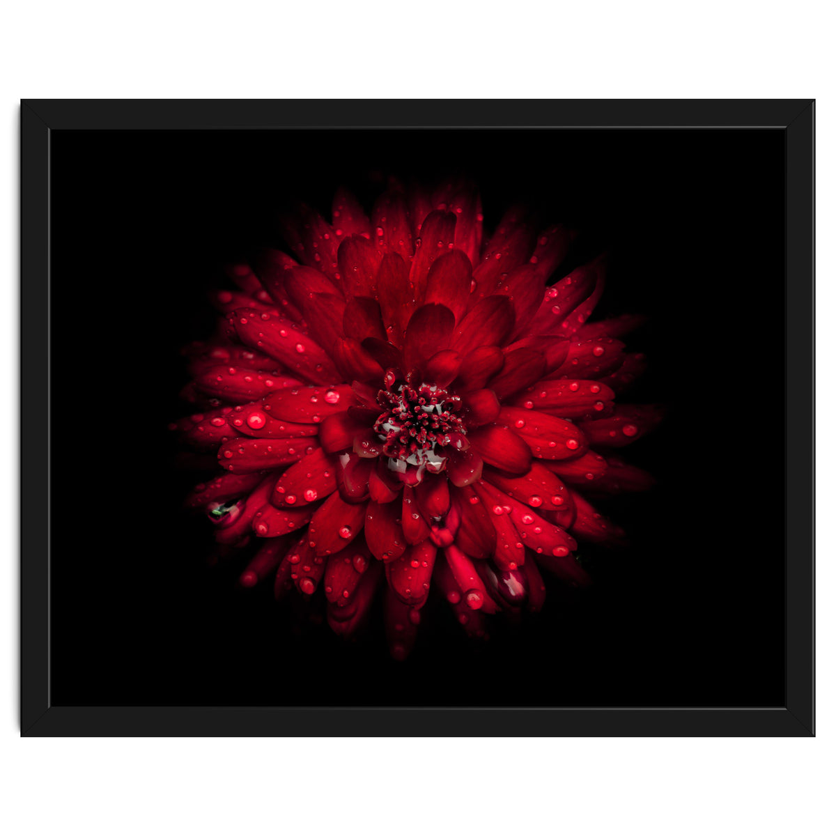 Backyard Flowers 45 Color Version