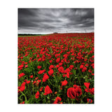 Wild Poppies (Print Only) thumbnail