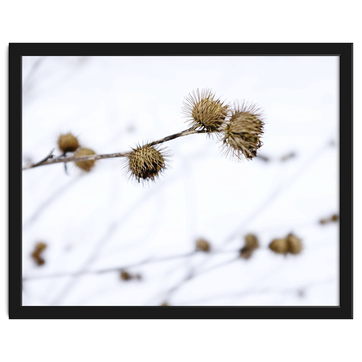 Winter Thistles