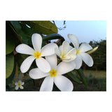 Frangipani (Print Only) thumbnail