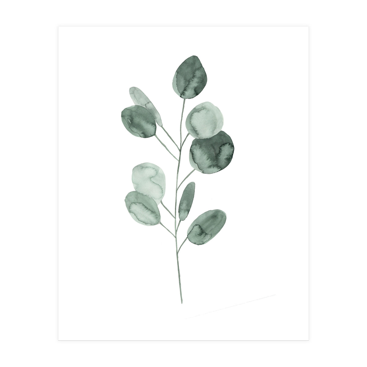 Botanical Illustration Eukalyptus2 (Print Only)