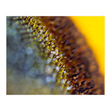 Bumblebee (Print Only) thumbnail