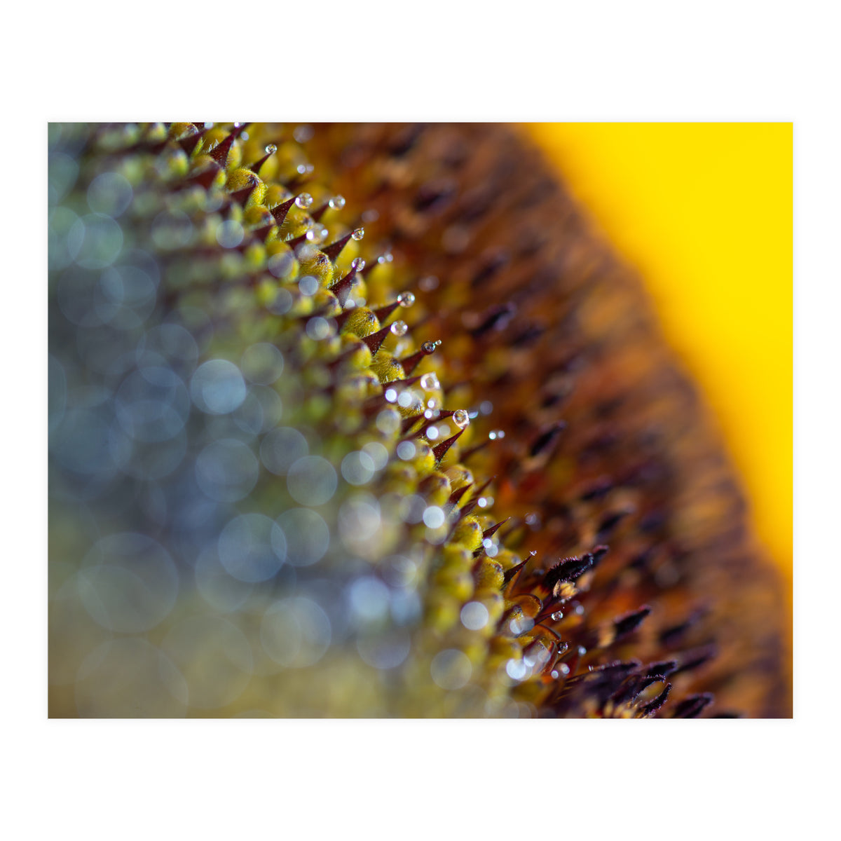 Bumblebee (Print Only)