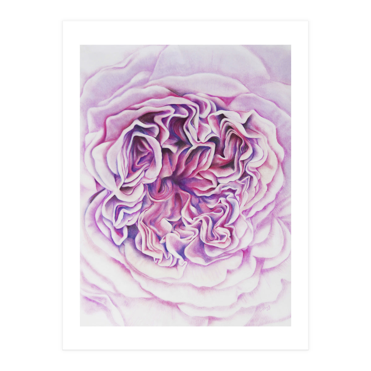A Rose Is A Rose Std (Print Only)