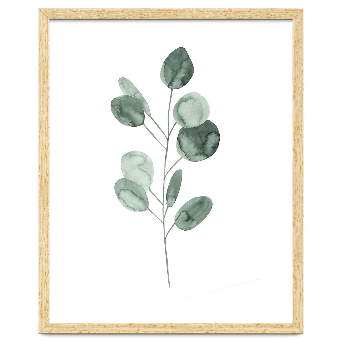 Botanical Illustration Eukalyptus2