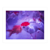 Golden Fish (Print Only) thumbnail