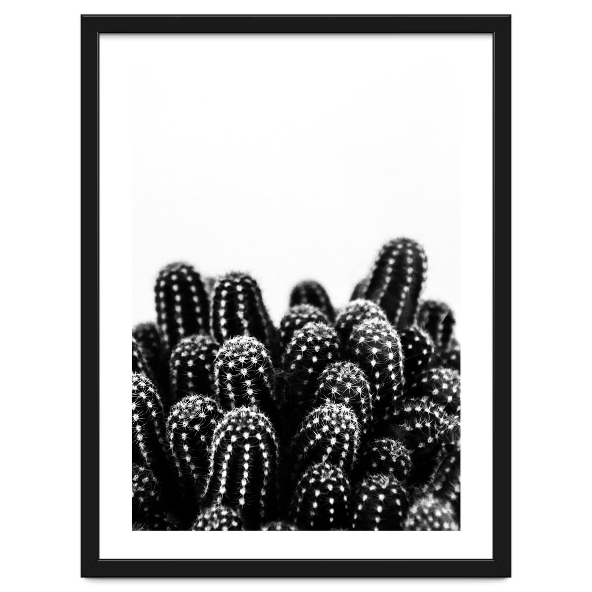 cactus nature X
