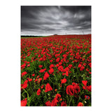 Wild Poppies (Print Only) thumbnail