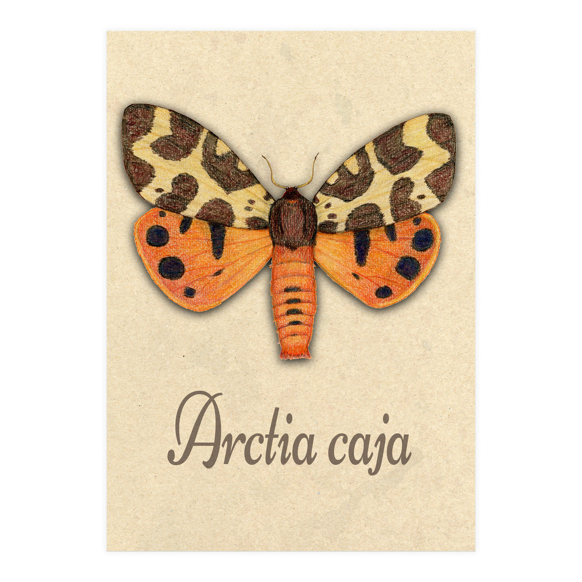 Garden tiger moth illustration (Print Only)