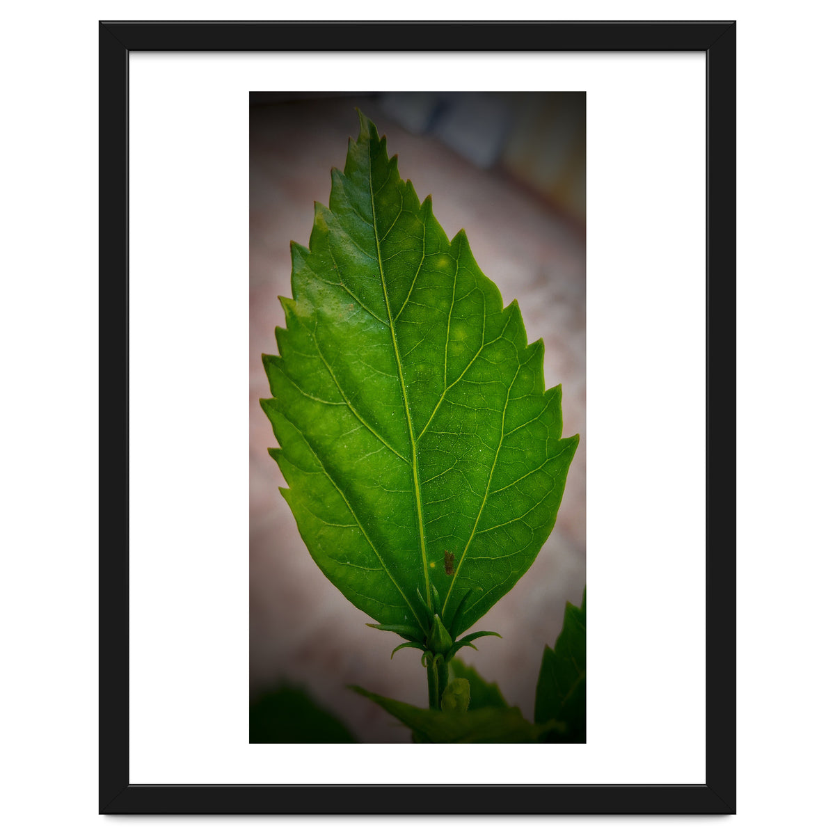 Hibiscus Plant Petal