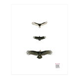 Cathartidae (Print Only) thumbnail
