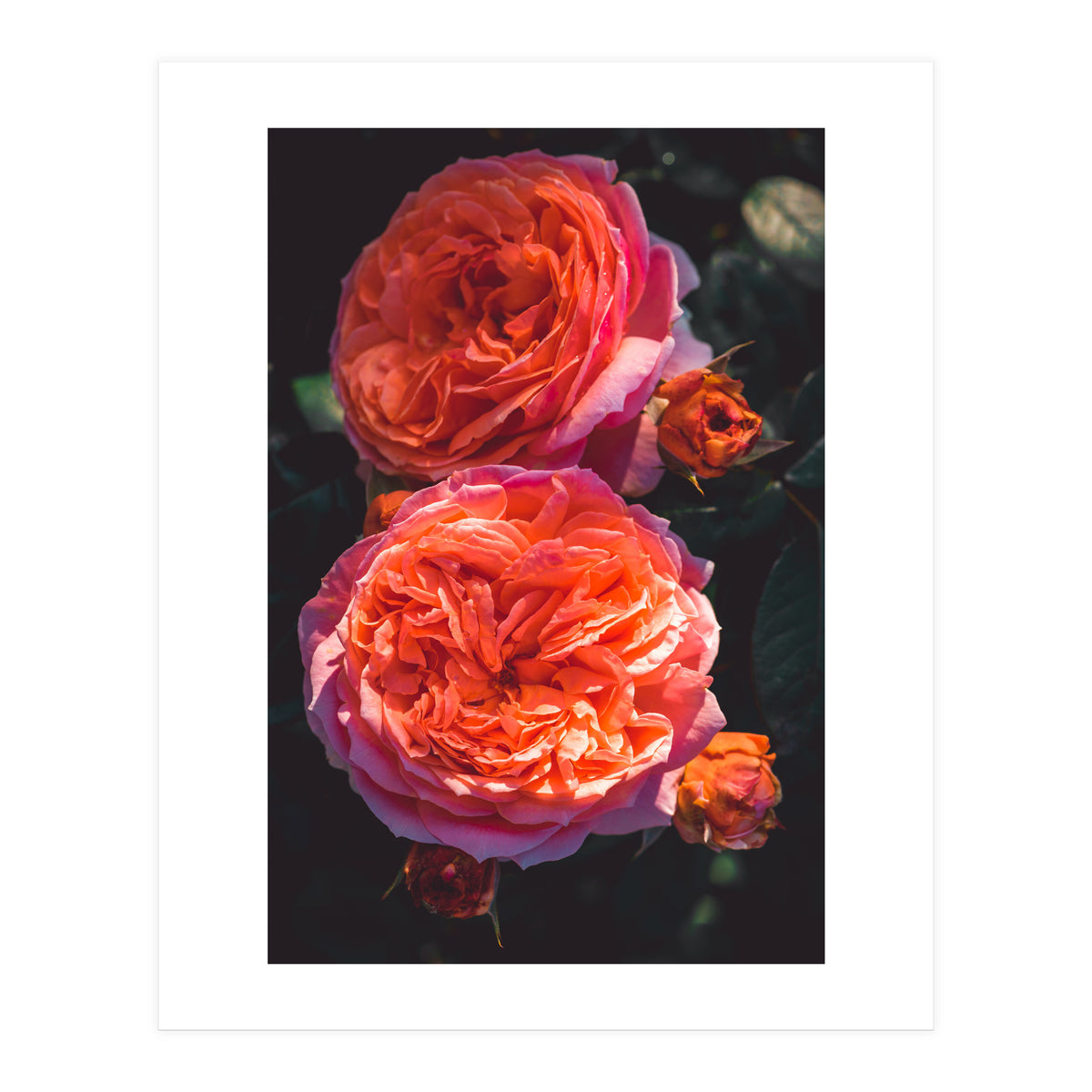 Rose Flowers  (Print Only)