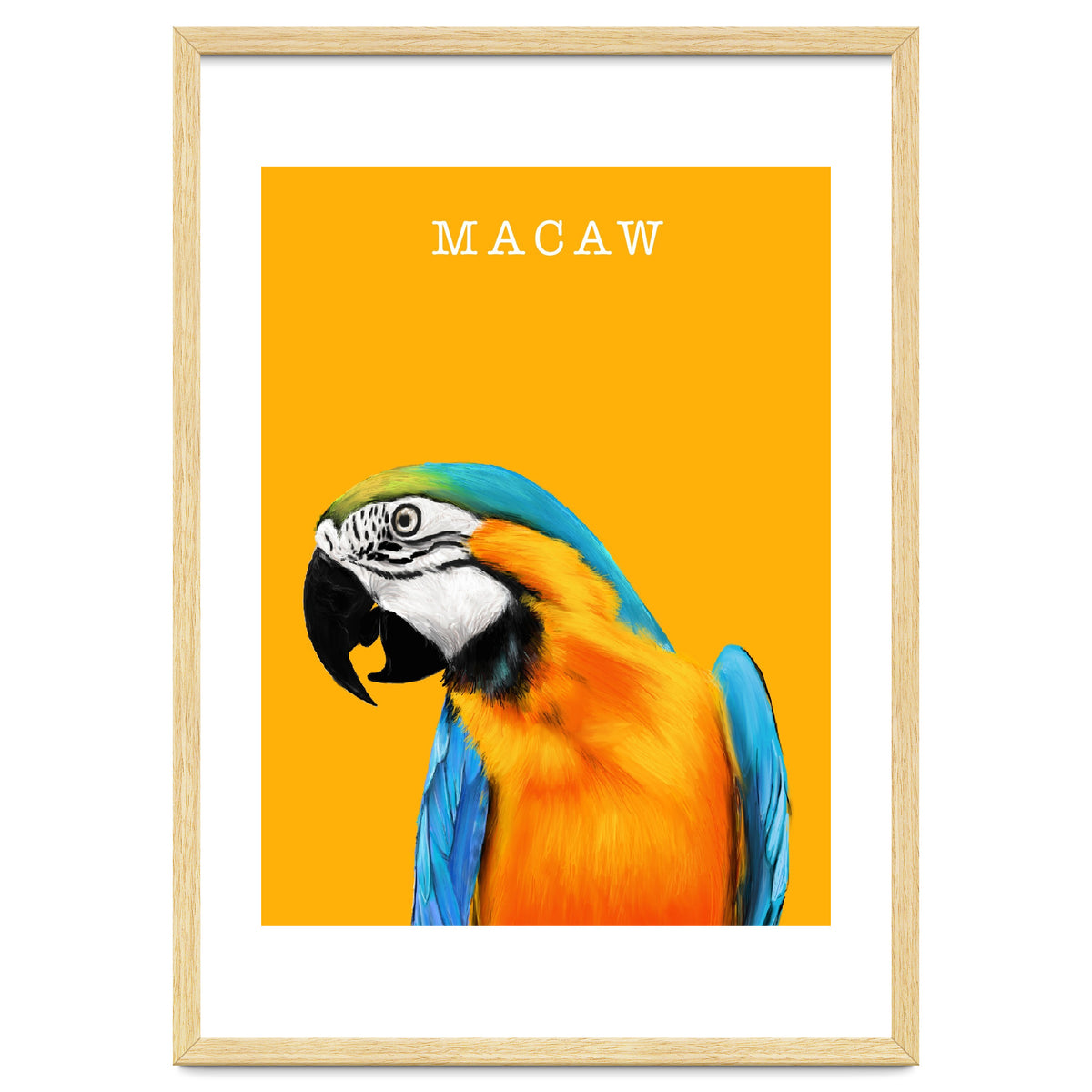 Macaw