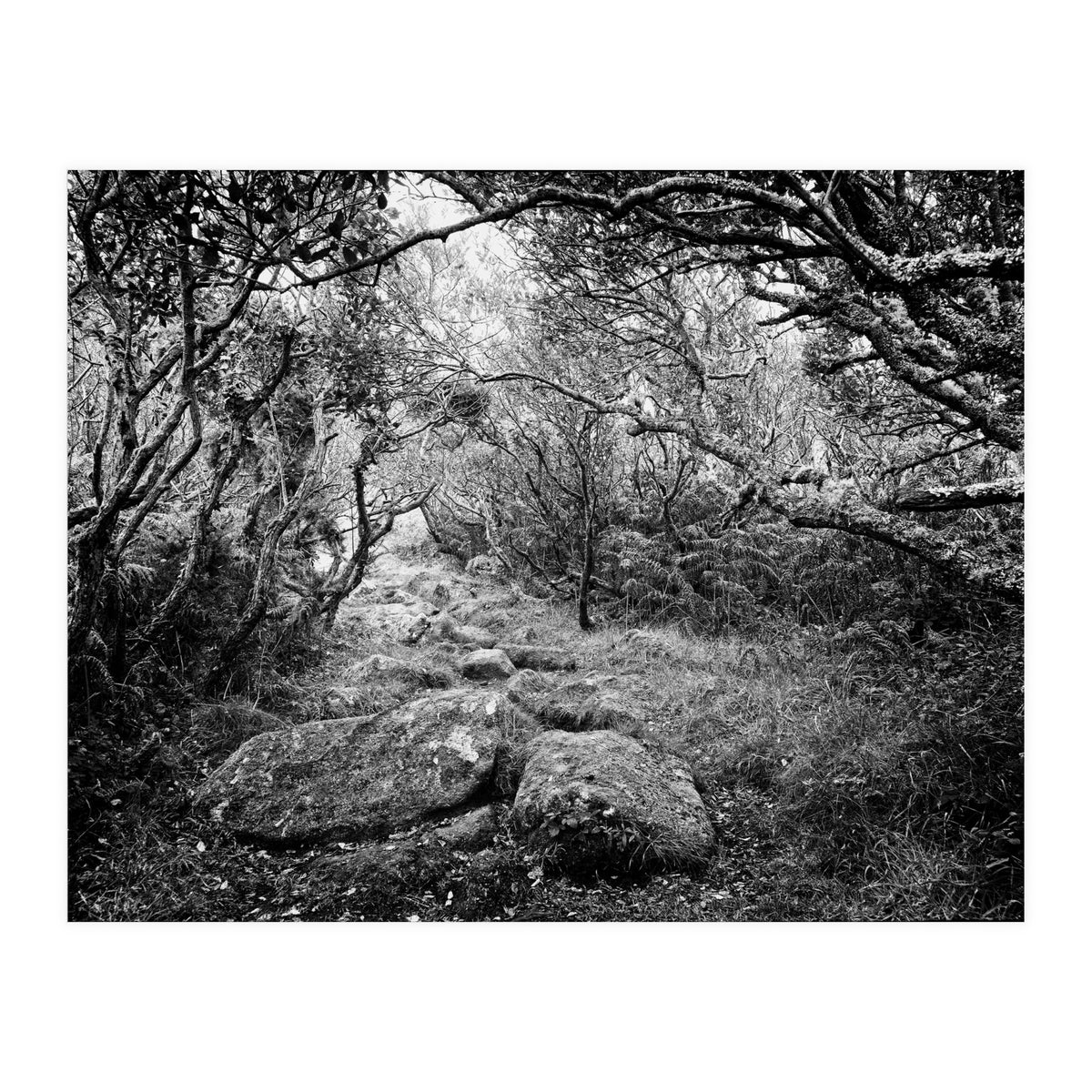 Undergrowth in black and white (Print Only)